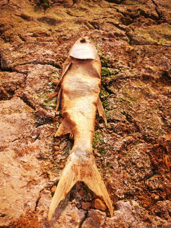 The Heinigou Reservoir, which can hold 600,000 cubic meters of water, has completely dried up in Xiaobaihu township of Luliang county in Yunnan. (Photo/chinadaily.com.cn)