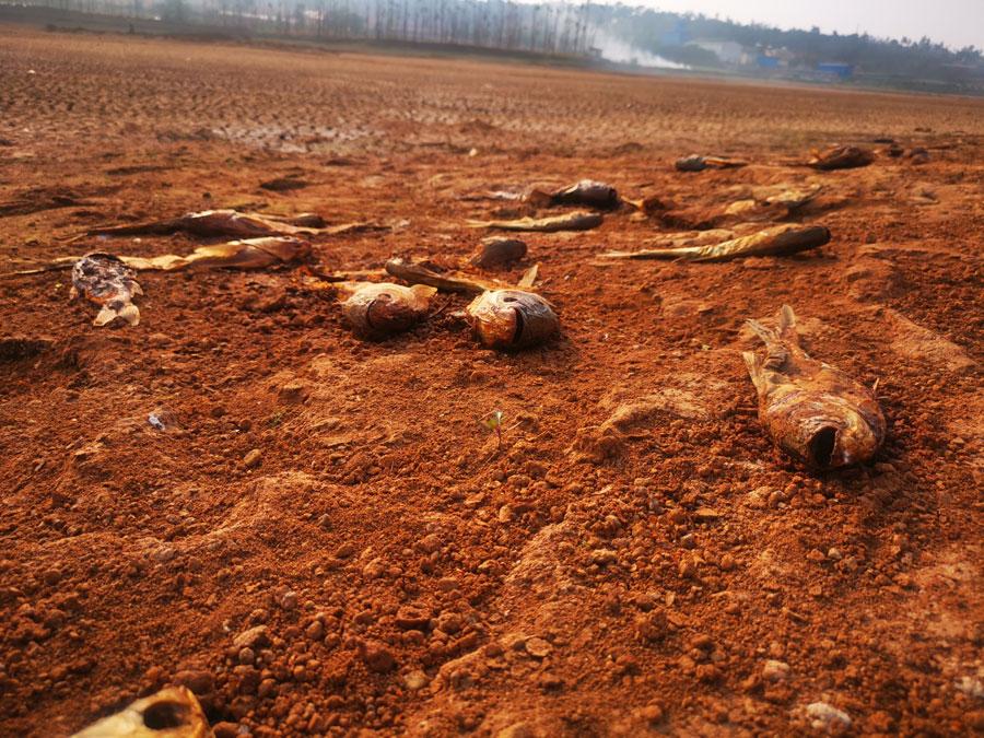 The Heinigou Reservoir, which can hold 600,000 cubic meters of water, has completely dried up in Xiaobaihu township of Luliang county in Yunnan. (Photo/chinadaily.com.cn)