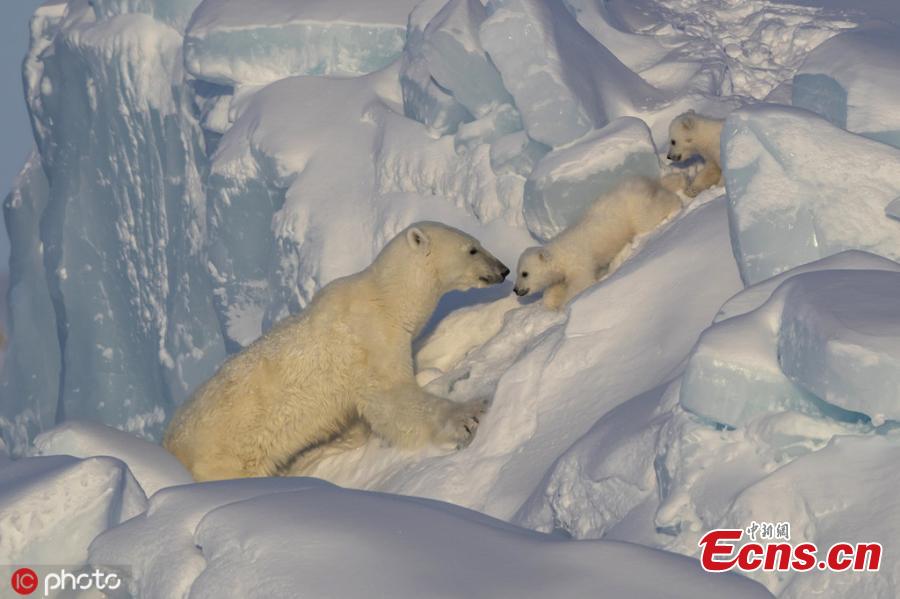 Wildlife photographer Paul Goldstein captured these tender scenes between a polar bear mum and her two cubs.  The cubs had gingerly been led across an iceberg at Canada’s Baffin Island, before spending some fun time clambering over the patient parent. Paul explains: “The mother initially almost led them over the edge of the berg before settling down. The cubs then gambolled and clambered up their indulgent parent, before resting. (Photo/IC)