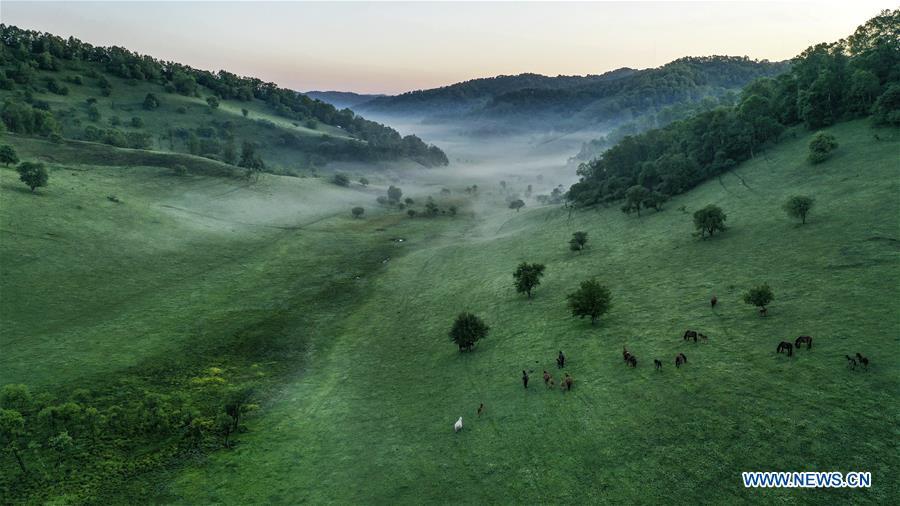 Aerial photo taken on June 13, 2019 shows the view of Guanshan Grassland at Longxian County in Baoji, northwest China\'s Shaanxi Province. (Xinhua/Tao Ming)