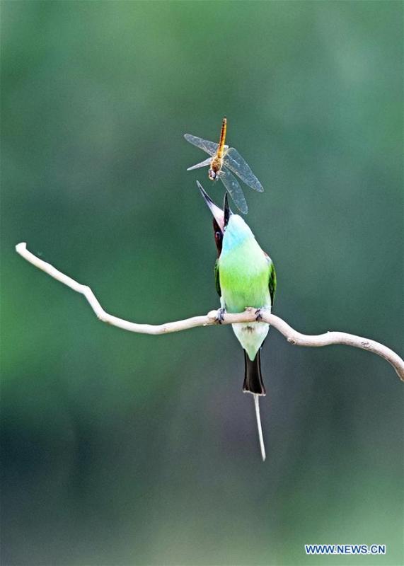A blue-throated bee eater is seen at Xiexi Village in Luxia Town of Nanping City, southeast China\'s Fujian Province, June 14, 2019. (Xinhua/Mei Yongcun)