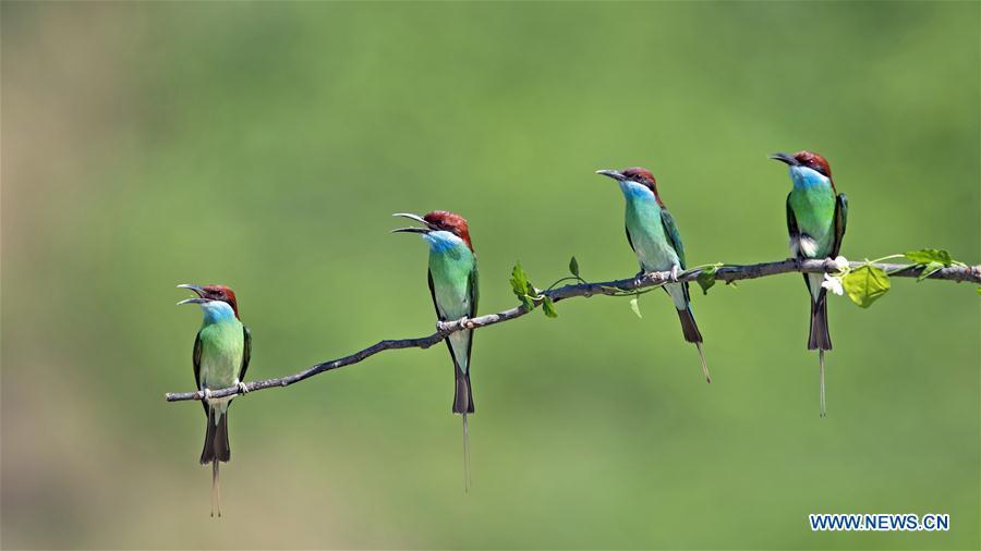 Blue-throated bee eaters are seen at Xiexi Village in Luxia Town of Nanping City, southeast China\'s Fujian Province, June 15, 2019. (Xinhua/Mei Yongcun)