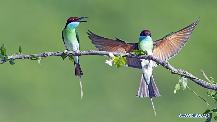 Two blue-throated bee eaters are seen at Xiexi Village in Luxia Town of Nanping City, southeast China\'s Fujian Province, June 15, 2019. (Xinhua/Mei Yongcun)