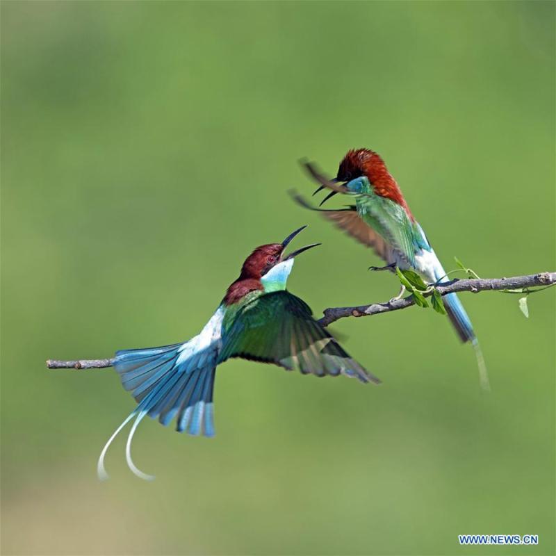 Two blue-throated bee eaters are seen at Xiexi Village in Luxia Town of Nanping City, southeast China\'s Fujian Province, June 15, 2019. (Xinhua/Mei Yongcun)