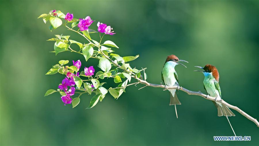 Two blue-throated bee eaters are seen at Xiexi Village in Luxia Town of Nanping City, southeast China\'s Fujian Province, June 15, 2019. (Xinhua/Mei Yongcun)