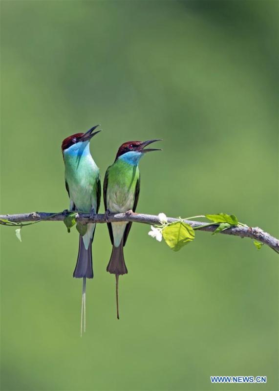 Two blue-throated bee eaters are seen at Xiexi Village in Luxia Town of Nanping City, southeast China\'s Fujian Province, June 15, 2019. (Xinhua/Mei Yongcun)