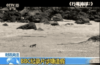 A clip of Planet Earth II showing a baby iguana managing to escape the clutches of the racer snakes. Gif footage from CCTV