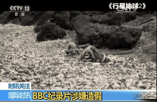 A clip of Planet Earth II showing a baby iguana managing to escape the clutches of the racer snakes. Gif footage from CCTV 