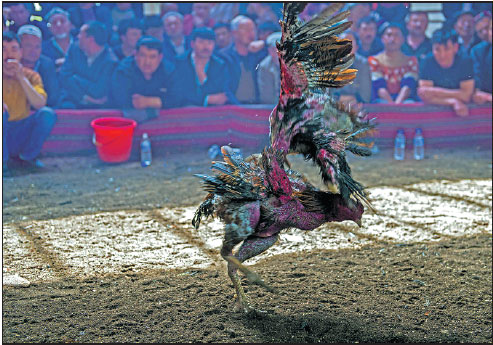 Cockfighting enthusiasts watch a match in Turpan, the Xinjiang Uygur autonomous region. Zhao Ge/Xinhua Cockfighting enthusiasts watch a match in Turpan, the Xinjiang Uygur autonomous region. Zhao Ge/Xinhua