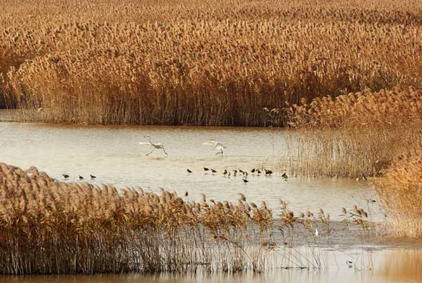 Birds enjoy a winter stopover at the Chongming Dongtan Nature Reserve, Shanghai. (Photo by Li Jun For China Daily) Birds enjoy a winter stopover at the Chongming Dongtan Nature Reserve, Shanghai. (Photo by Li Jun For China Daily)