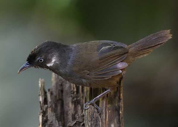 A Nonggang babbler, or Stachyris nonggangensis. (Photo provided to China Daily) A Nonggang babbler, or Stachyris nonggangensis. (Photo provided to China Daily)