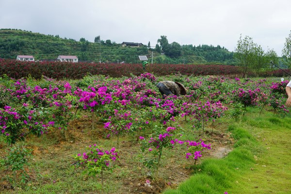 A farmer is busy working in the flower field at the Laowubei village of Hongjiang city, Central China's Hunan province. (Photo by Wang Jingjing/chinadaily.com.cn) A farmer is busy working in the flower field at the Laowubei village of Hongjiang city, Central China's Hunan province. (Photo by Wang Jingjing/chinadaily.com.cn)