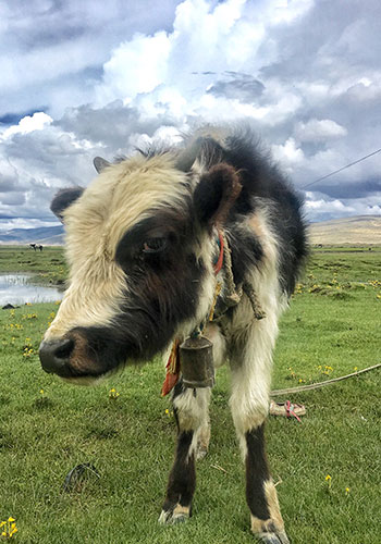 A yak on the plateau (Photo: Li Jingjing/GT)