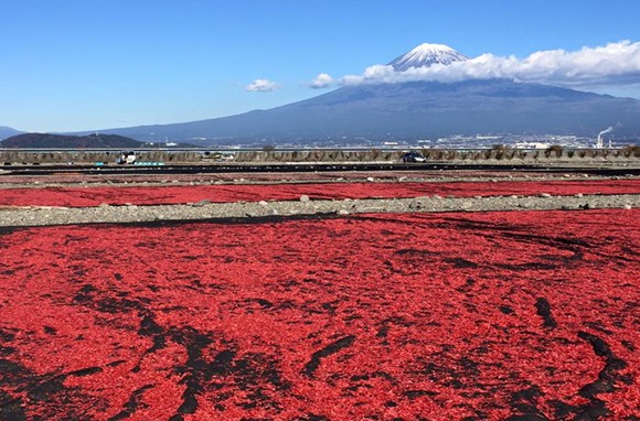 Japan's Shizuoka promotes food and tourism in Beijing