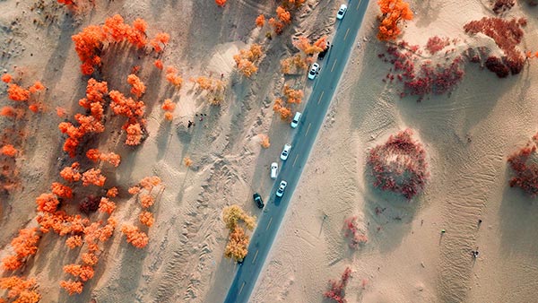 The Tarim Basin in Xinjiang harbors 54 percent of the world's riparian Populus euphratica. (Photo by Que Hure/China Daily) The Tarim Basin in Xinjiang harbors 54 percent of the world's riparian Populus euphratica. (Photo by Que Hure/China Daily)