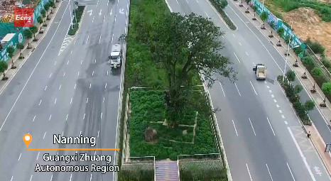 City road makes way for 402-year-old almond tree