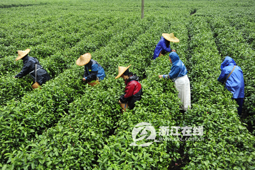 Qiandao Yu Ye tea (Photo/zjol.com.cn) Qiandao Yu Ye tea (Photo/zjol.com.cn)