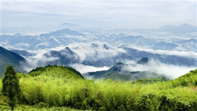 An Ding Yun Wu tea (Photo/zjol.com.cn) An Ding Yun Wu tea (Photo/zjol.com.cn)
