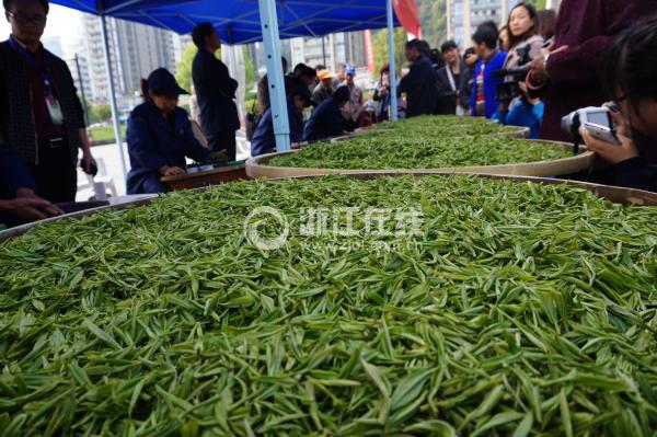 Jiukeng Mao Jian tea. (Photo/zjol.com) Jiukeng Mao Jian tea. (Photo/zjol.com)