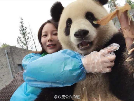 A panda from Chengdu recently made an impression on netizens after it took a selfie with a female visitor. In addition to holding onto the phone and taking the photo with the woman's help, the clever panda even adjusted its poses to create cuter photos. (Photo/bbs.chinadaily.com.cn) A panda from Chengdu recently made an impression on netizens after it took a selfie with a female visitor. In addition to holding onto the phone and taking the photo with the woman's help, the clever panda even adjusted its poses to create cuter photos. (Photo/bbs.chinadaily.com.cn)