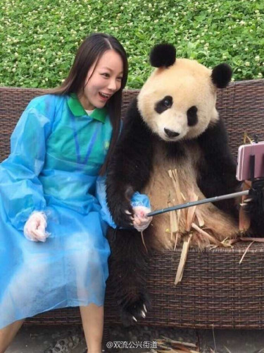 A panda from Chengdu recently made an impression on netizens after it took a selfie with a female visitor. In addition to holding onto the phone and taking the photo with the woman's help, the clever panda even adjusted its poses to create cuter photos. (Photo/bbs.chinadaily.com.cn) A panda from Chengdu recently made an impression on netizens after it took a selfie with a female visitor. In addition to holding onto the phone and taking the photo with the woman's help, the clever panda even adjusted its poses to create cuter photos. (Photo/bbs.chinadaily.com.cn)