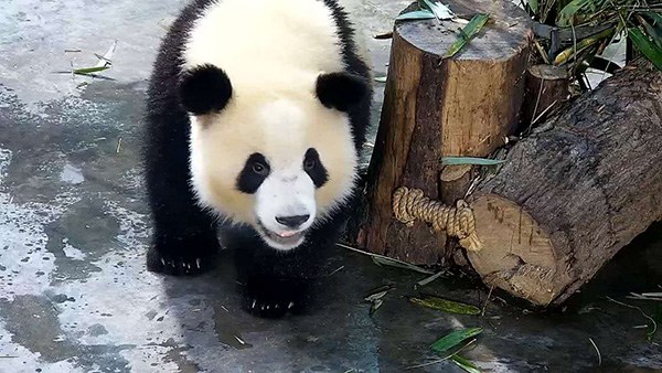 Meng Lan, a female panda at the Chengdu Research Base of Giant Panda Breeding in Southwest China's Sichuan province, celebrated her second birthday on July 4 by sharing an ice cake with other pandas. In May, she underwent an operation after suffering from a bone infection in her lower jaw. (Photo provided to China Daily) Meng Lan, a female panda at the Chengdu Research Base of Giant Panda Breeding in Southwest China's Sichuan province, celebrated her second birthday on July 4 by sharing an ice cake with other pandas. In May, she underwent an operation after suffering from a bone infection in her lower jaw. (Photo provided to China Daily)