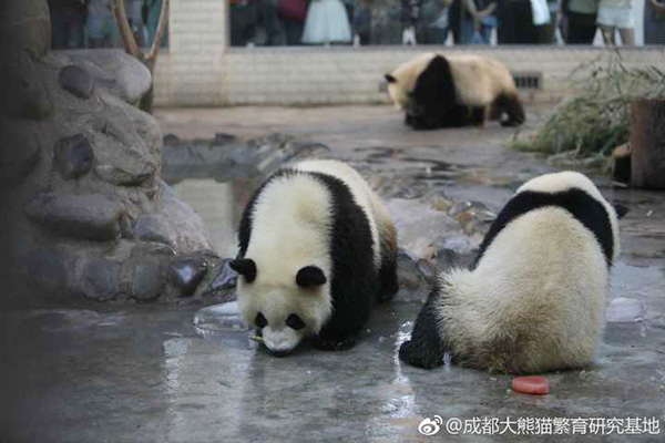 Meng Lan plays with other pandas. The female panda at the Chengdu Research Base of Giant Panda Breeding in Southwest China's Sichuan province, celebrated her second birthday on July 4 by sharing an ice cake with other pandas. In May, she underwent an operation after suffering from a bone infection in her lower jaw. (Photo provided to China Daily) Meng Lan plays with other pandas. The female panda at the Chengdu Research Base of Giant Panda Breeding in Southwest China's Sichuan province, celebrated her second birthday on July 4 by sharing an ice cake with other pandas. In May, she underwent an operation after suffering from a bone infection in her lower jaw. (Photo provided to China Daily)