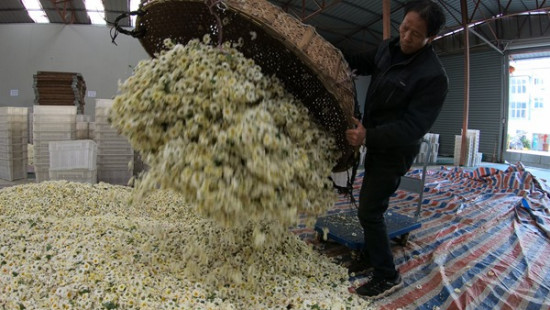 Tongxiang has for the past 300 years been one of the biggest producers of the white chrysanthemum, called Hang Bai Ju. Photo by Gao Erqiang / China Daily Tongxiang has for the past 300 years been one of the biggest producers of the white chrysanthemum, called Hang Bai Ju. Photo by Gao Erqiang / China Daily