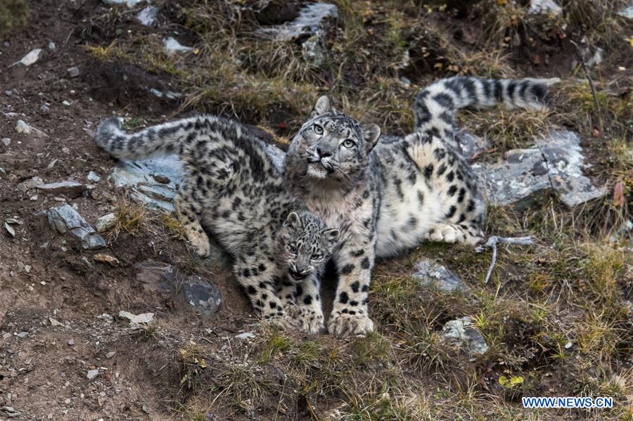 China home to snow leopards