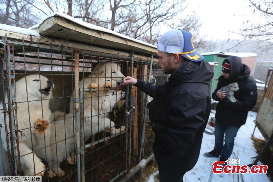 Gus Kenworthy adopts dog from South Korea