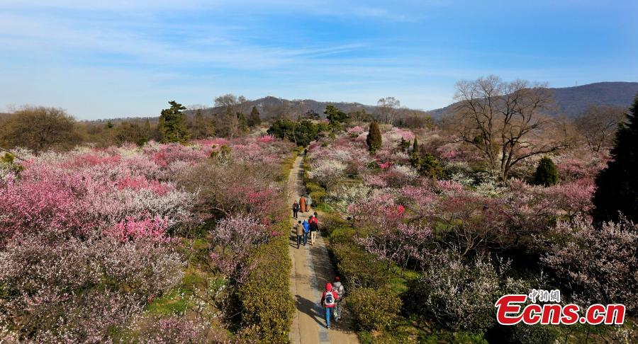 Sniff the fragrance of plum blossoms in Nanjing
