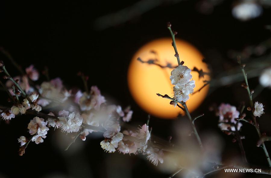 Nanjing: Plum blossoms in full bloom