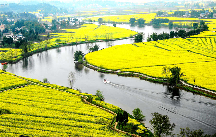 Cole flower tai chi pattern appears in Chongqing