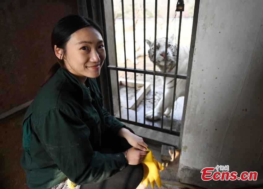 Postgraduate student enjoys tigers at zero distance