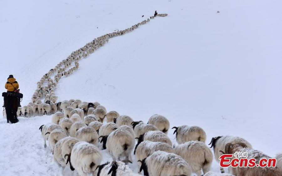 8-day trek moves livestock to summer pasture