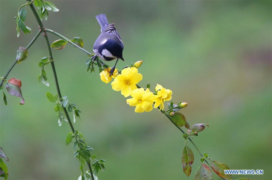 Spring scenery across China