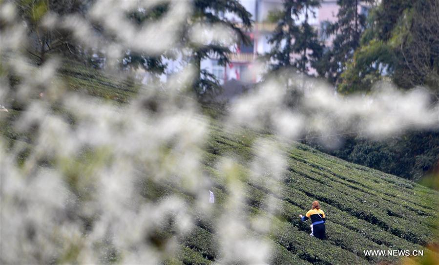 Farmers pick tea leaves in Enshi, Hubei