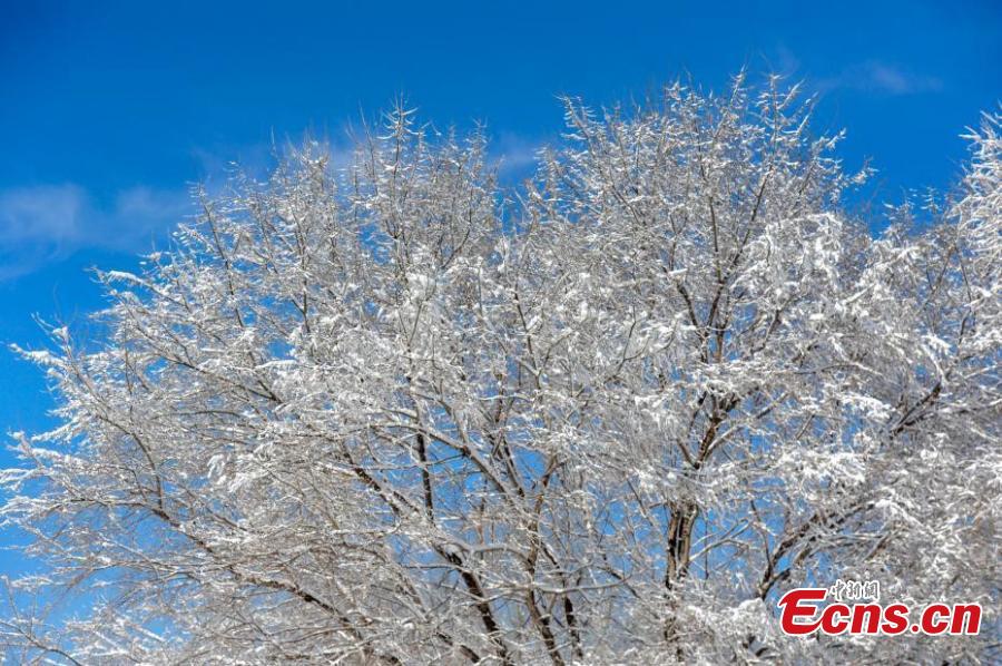 Snow wonder attracts visitors in Shenyang