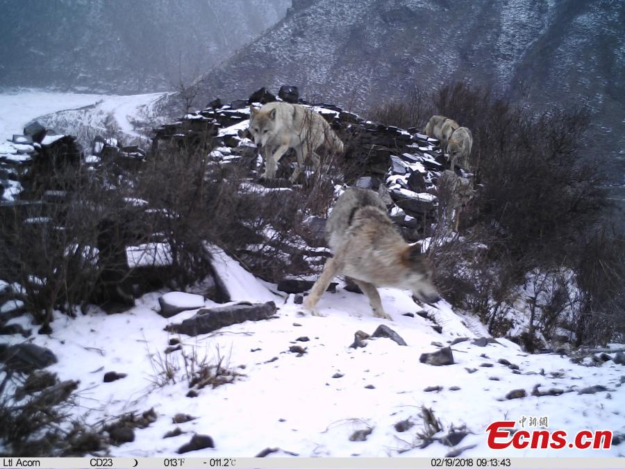 Many species of wild animals found on Qinghai's riverside