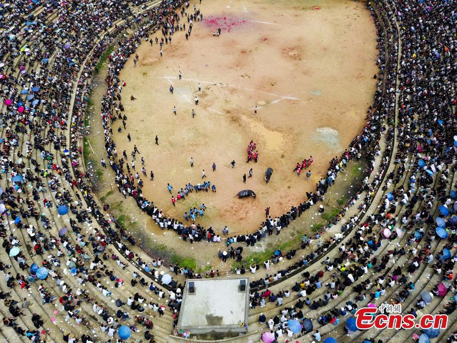 Buffalo fight marks traditional festival