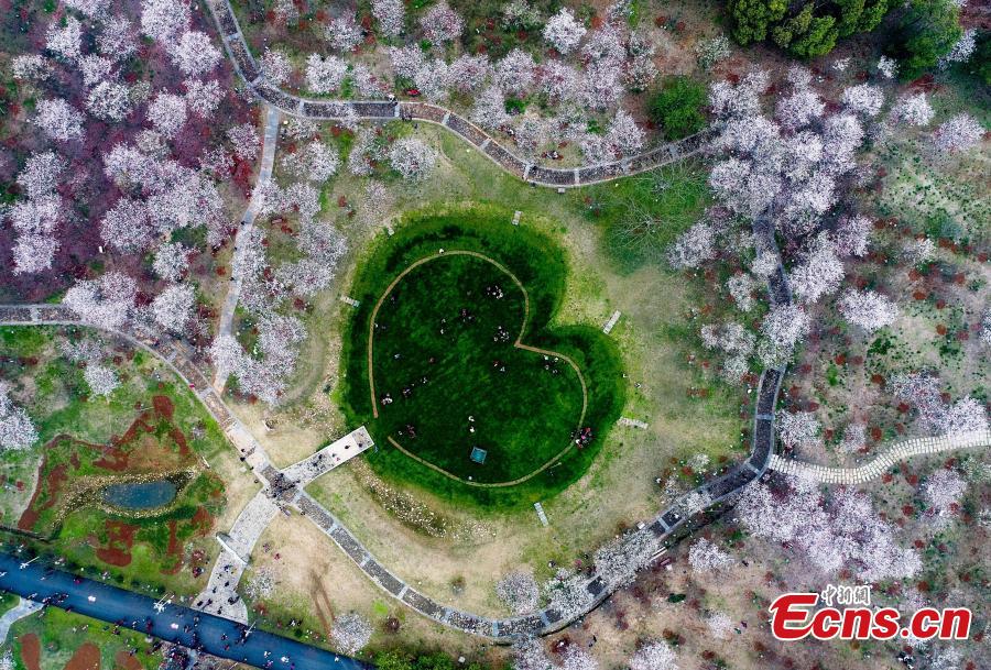 Scenic area in stunning cherry blossoms