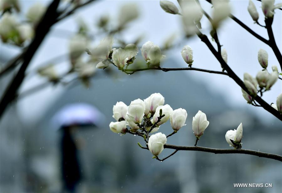 Spring view seen across China