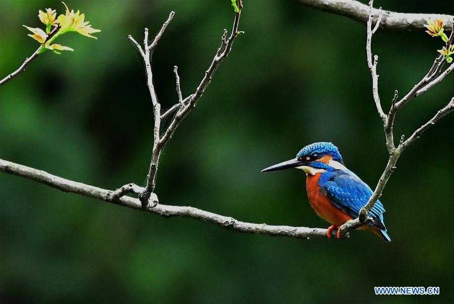Birds in Xihu park in SE China's Fujian