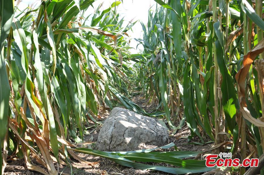 Rock or hill? The smallest hill in China becomes a famous site    