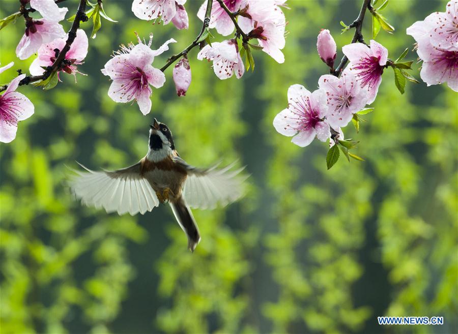 Spring scenery across China