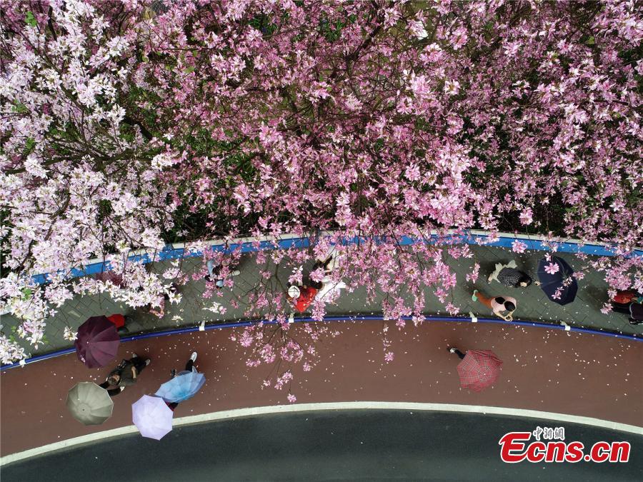 Orchid trees in full bloom in southern city