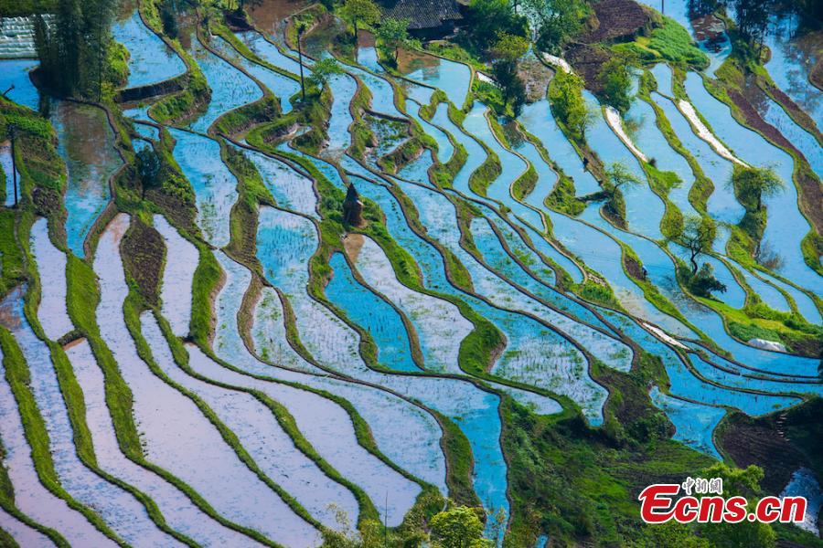 Rain transforms terraced paddy fields