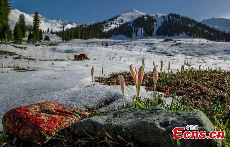 Lilies in bloom at Nalati Grassland