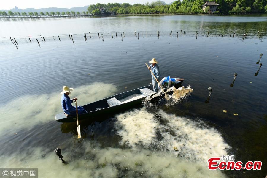 Cleanup starts in West Lake lotus area