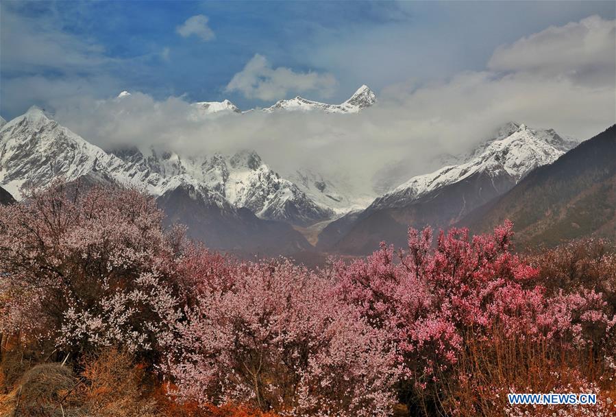 Flowers bloom along Nyang River in Tibet